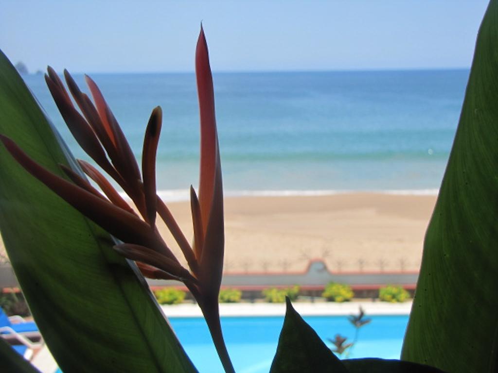 Hotel La Paloma Oceanfront Retreat San Patricio Melaque Pokój zdjęcie